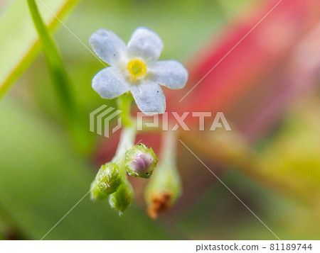 Trigonotis peduncle blooming on the Arakawa riverbed Trigonotis peduncle blooming on the Arakawa riverbed 81189744