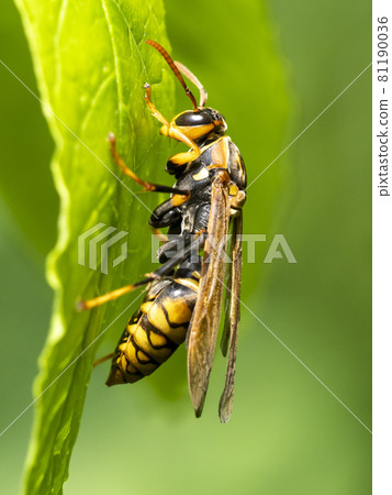 Polistes jokahamae 棲息在樹葉上 81190036