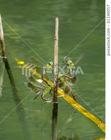 在池塘里產卵的兩對 Anax 孤雌羚 81190057
