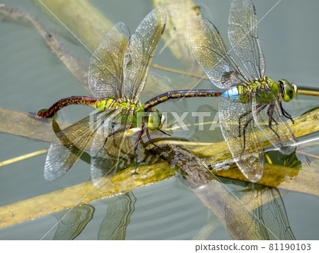 Anax parthenope spawning in a pond Anax parthenope spawning in a pond 81190103