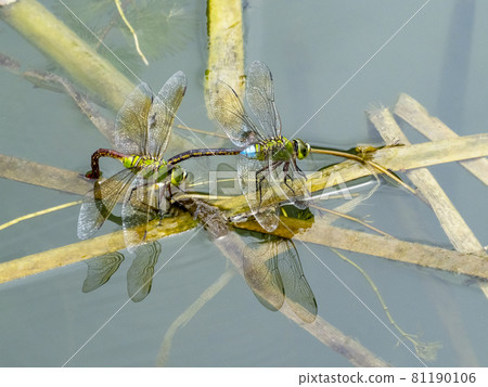 Anax parthenope 在池塘中產卵 81190106