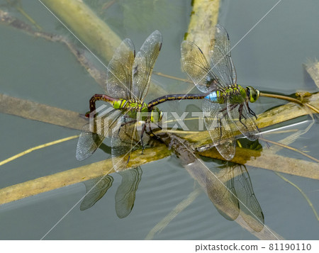Anax parthenope spawning in a pond 81190110