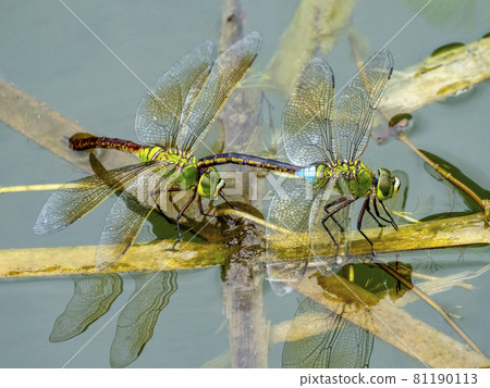 Anax parthenope spawning in a pond 81190113
