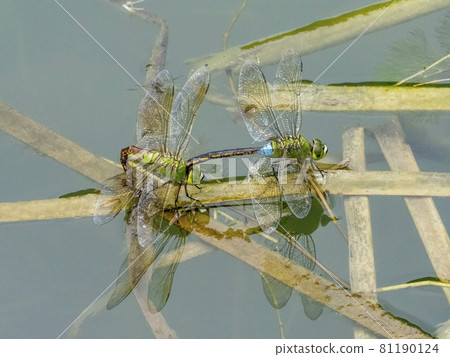 Anax parthenope spawning in a pond 81190124