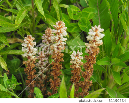 Orobanche 小花在荒川河床上盛開 Orobanche 小花在荒川河床上盛開 81190284