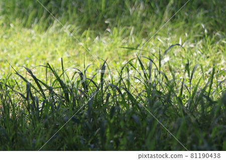 Landscape / roadside weeds 81190438