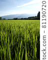 Japanese landscape Inaho 81190720
