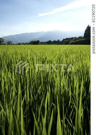 日本風景稻穗 日本風景稻穗 81190720