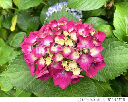 Hydrangea Hydrangea 81190728