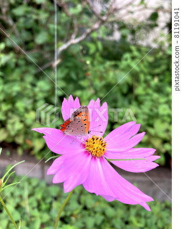 Bennisimi Bennisimi 81191041