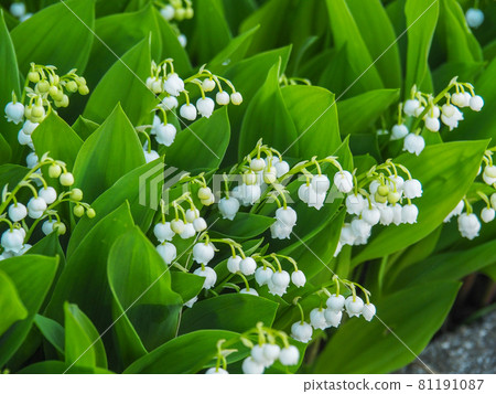 Suzuran blooming in the park of Tokyo Itabashi Suzuran blooming in the park of Tokyo Itabashi 81191087