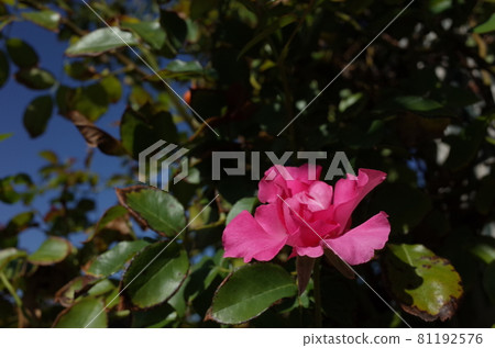 Rose in full bloom Cl. Roseurara Rose in full bloom Cl. Roseurara 81192576