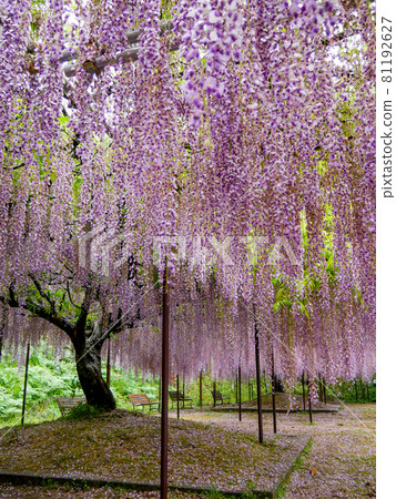 Hakusu-ji的紫藤 81192627
