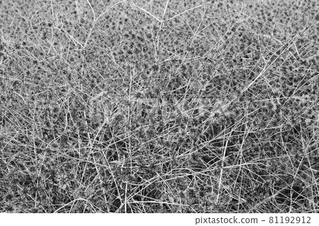 Sendangusa seeds Sendangusa seeds 81192912