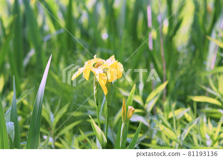 Kishobu blooming in the water Kishobu blooming in the water 81193136