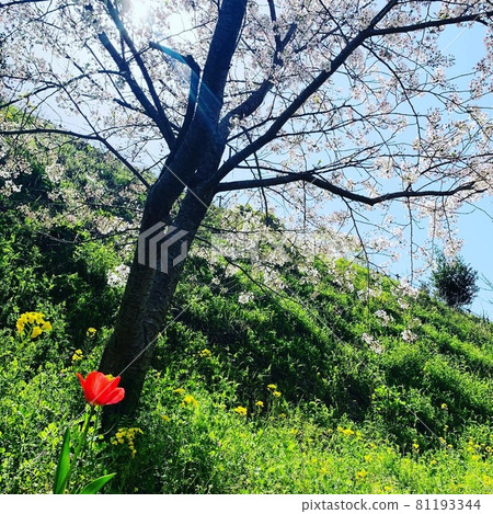 Cherry blossoms and tulips 81193344