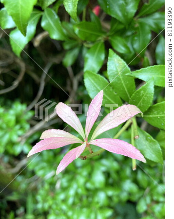 阿塞比 阿塞比 81193390