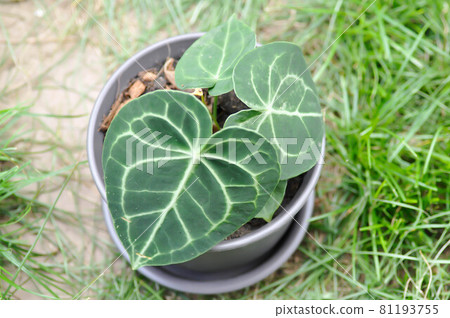 Anthurium clarinervium, Anthurium crystallinum or Anthurium hybrid 81193755