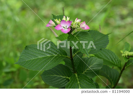 開始盛開的繡球花 81194000