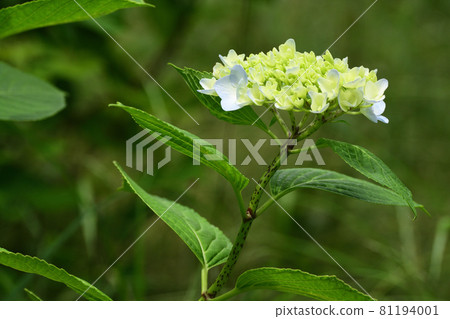 Hydrangea flowers in bloom 81194001
