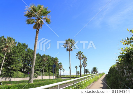 Scenery with palm trees and cycads Maihama, Urayasu City, Chiba Prefecture 81194544
