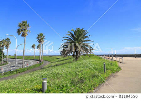 Scenery with palm trees and cycads Maihama, Urayasu City, Chiba Prefecture 81194550