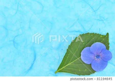 繡球花瓣背景素材 繡球花瓣背景素材 81194645