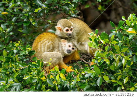 A pair of Common Squirrel Monkey sitting on tree branches A pair of Common Squirrel Monkey sitting on tree branches 81195239