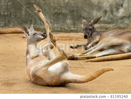 Juvenile Red Kangaroo lifting up its left leg 81195240