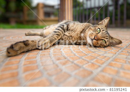 Dragon Li Cat lying down on ceramic tile floor 81195241