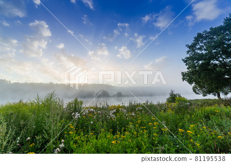 foggy riverside at summer sunrise with grass and wild flowers foggy riverside at summer sunrise with grass and wild flowers 81195538