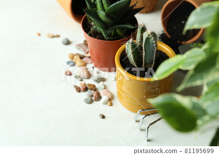 Concept of gardening on white textured background Concept of gardening on white textured background 81195699