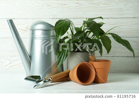 Concept of gardening on white wooden background 81195716