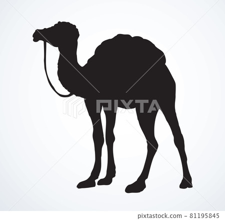 Camel. Vector sketch Camel. Vector sketch 81195845