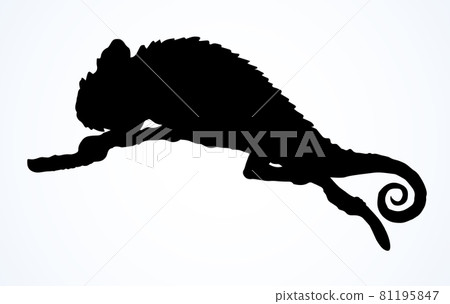 Cute old big Chamaeleon isolated on white backdrop Cute old big Chamaeleon isolated on white backdrop 81195847