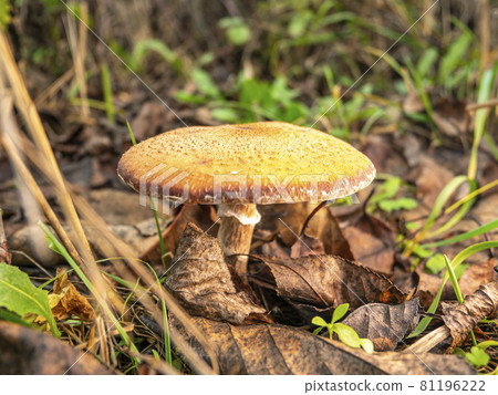 Autumn forest edible mushrooms in the foliage. Autumn forest edible mushrooms in the foliage. 81196222
