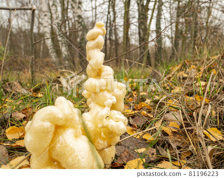 Construction foam on a natural background. Construction foam on a natural background. 81196223