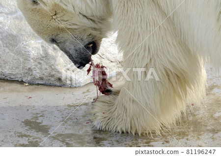 北極熊 北極熊 81196247