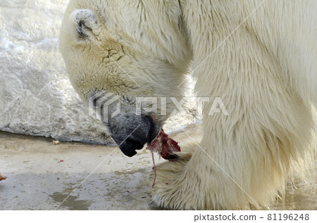 北極熊 81196248