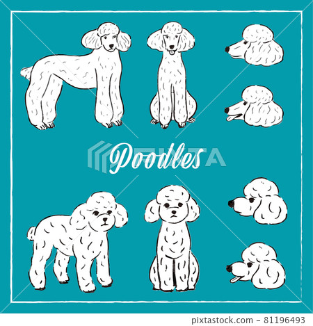 2 種帶輪廓的貴賓犬 側面 正面 側面 插圖素材 圖庫