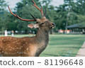 奈良公園鹿的特寫 81196648