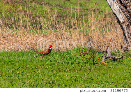 Pheasant in green grass on a meadow 81196775