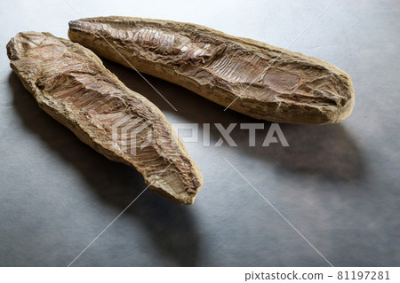 Fossils on marbled background Fossils on marbled background 81197281