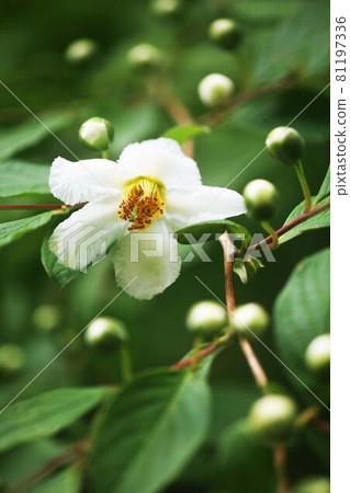 Tall Stewartia flowers that have begun to bloom 81197336