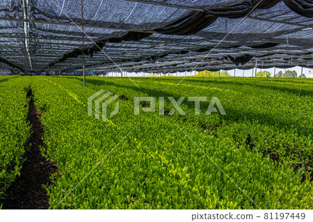 Nishio City Inariyama Tea Garden Tea Garden Nishio City Inariyama Tea Garden Tea Garden 81197449