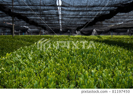 Nishio City Inariyama Tea Garden Tea Garden Nishio City Inariyama Tea Garden Tea Garden 81197450