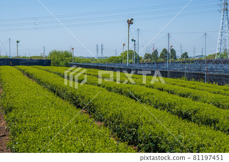 Nishio City Inariyama Tea Garden Tea Garden Nishio City Inariyama Tea Garden Tea Garden 81197451