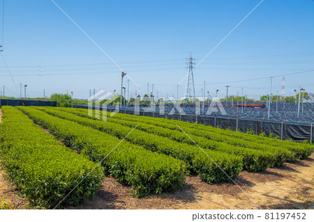 西尾市稻荷山茶園茶園 81197452