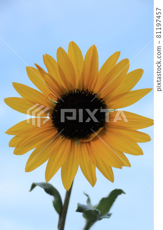 Blue sky and sunflower Blue sky and sunflower 81197457
