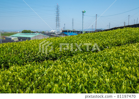 西尾市稻荷山茶園茶園 81197470